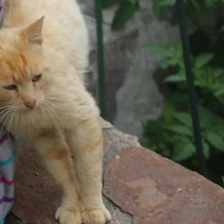 Biohof Schmiedbauer Sankt Martin (Carinthia)