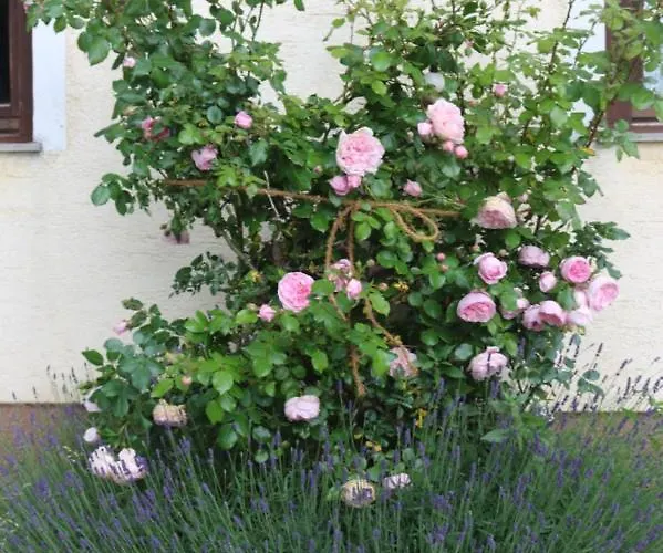 Biohof Schmiedbauer Daire