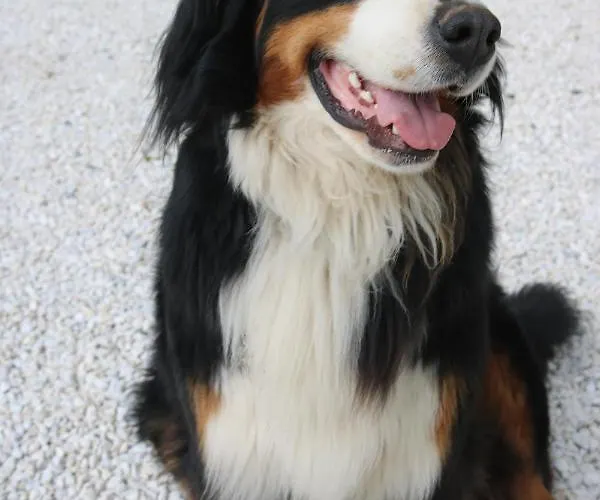 Daire Biohof Schmiedbauer