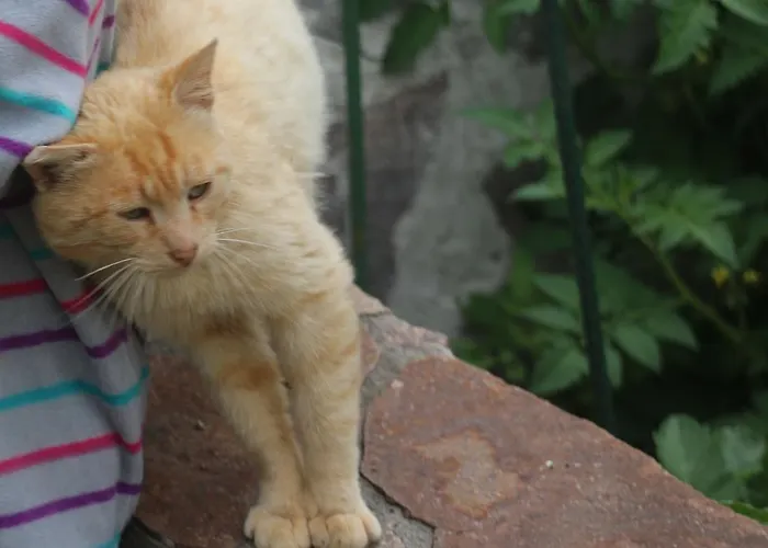 Biohof Schmiedbauer Sankt Martin (Carinthia)